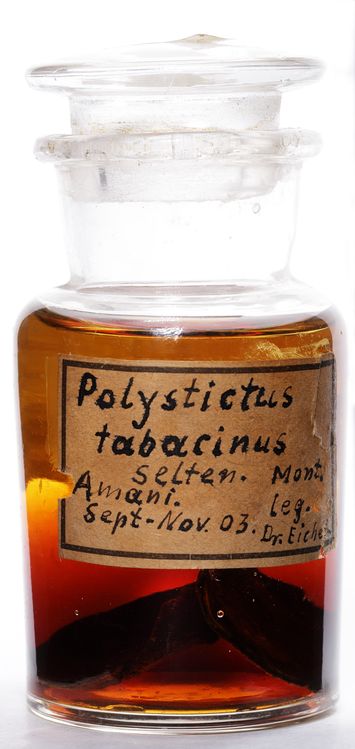 preview Polystictus tabacinus (Mont.) Fr.